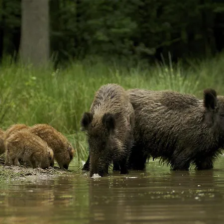Chalet Luxe - Kindvriendelijk - Bos En Heide Harderwijk