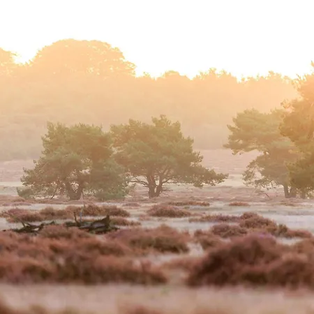 Luxe - Kindvriendelijk - Bos En Heide *