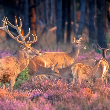 Chalet Luxe - Kindvriendelijk - Bos En Heide