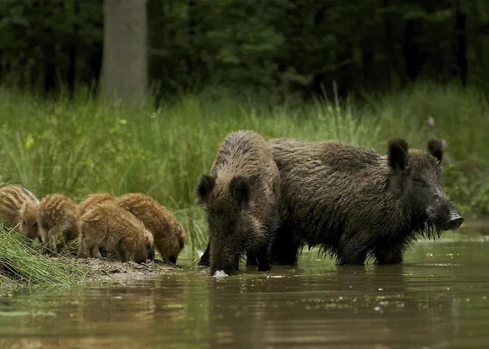 Dağ evi Luxe - Kindvriendelijk - Bos En Heide Harderwijk